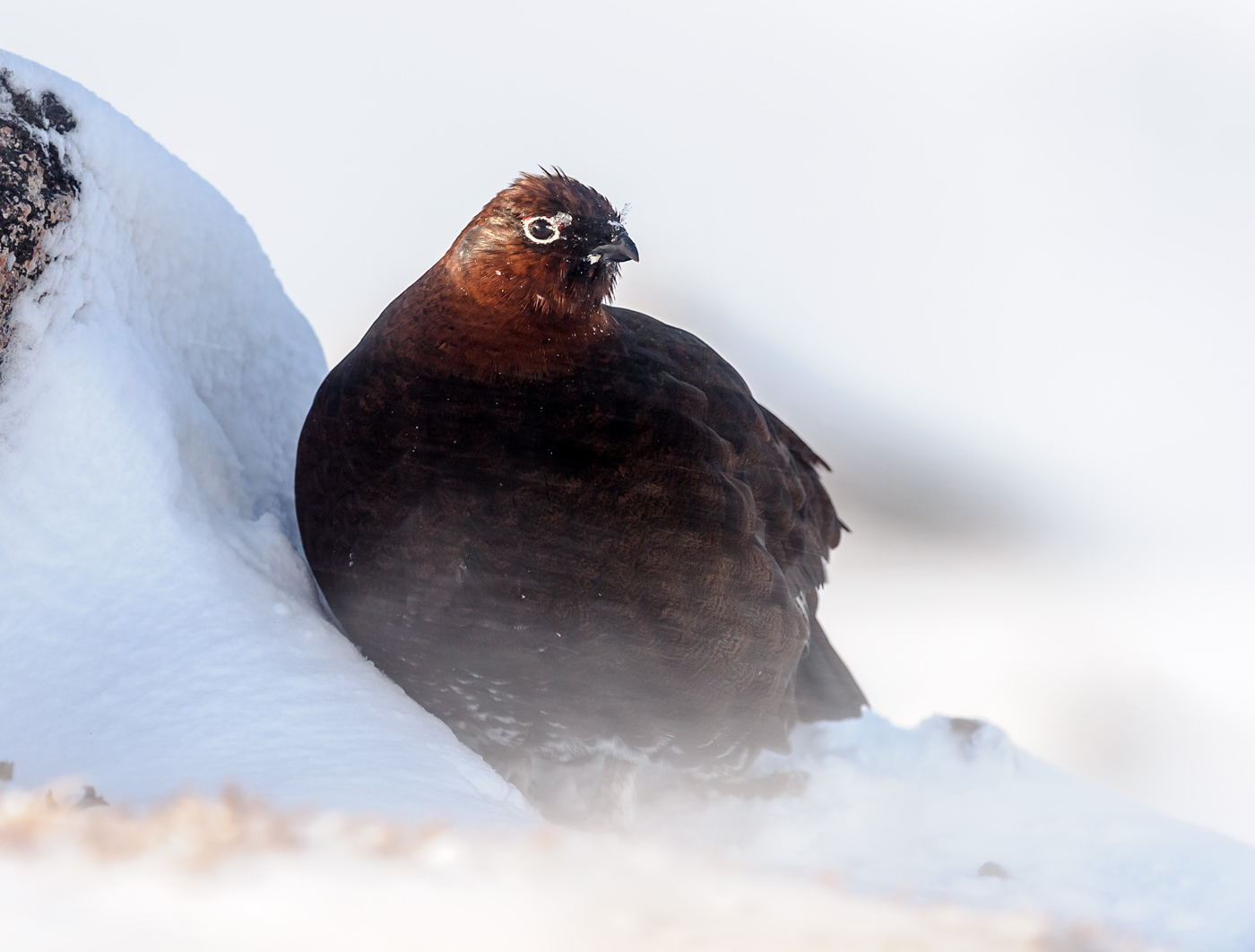 Red Grouse taking shelter