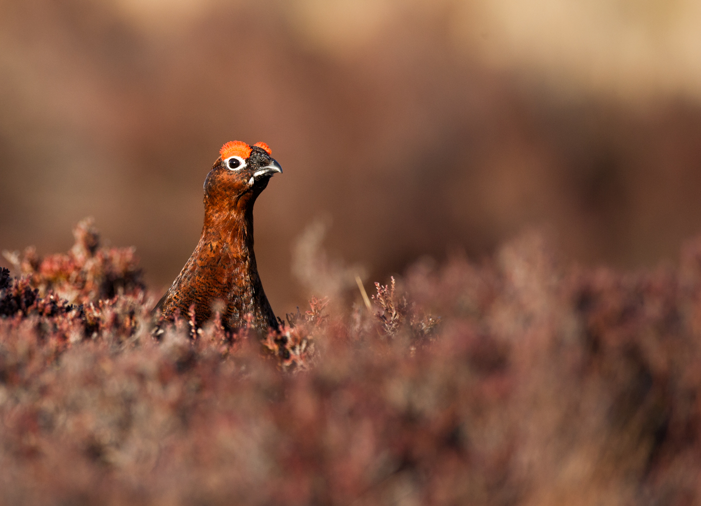 Red Grouse at sunset