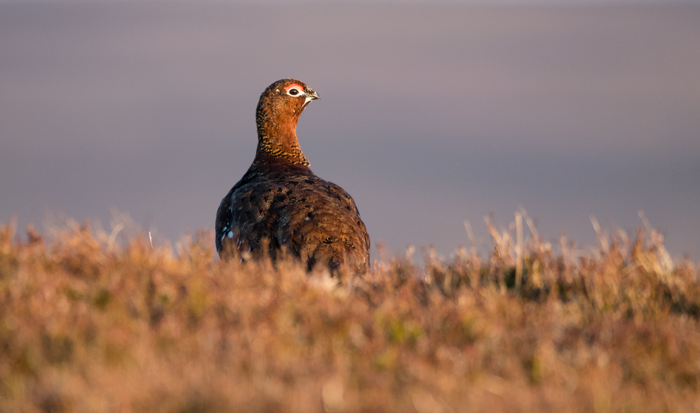 Red Grouse staring into space