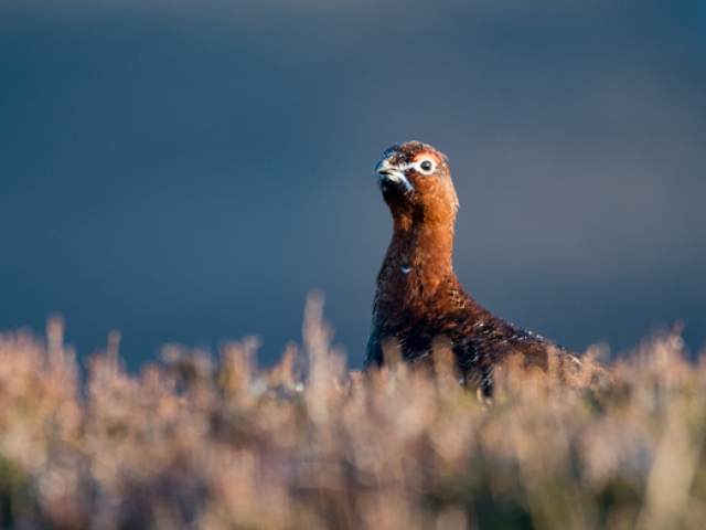 Red Grouse