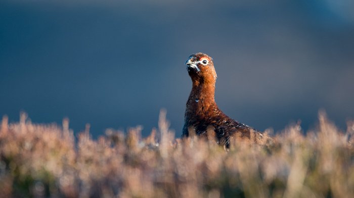 Red Grouse