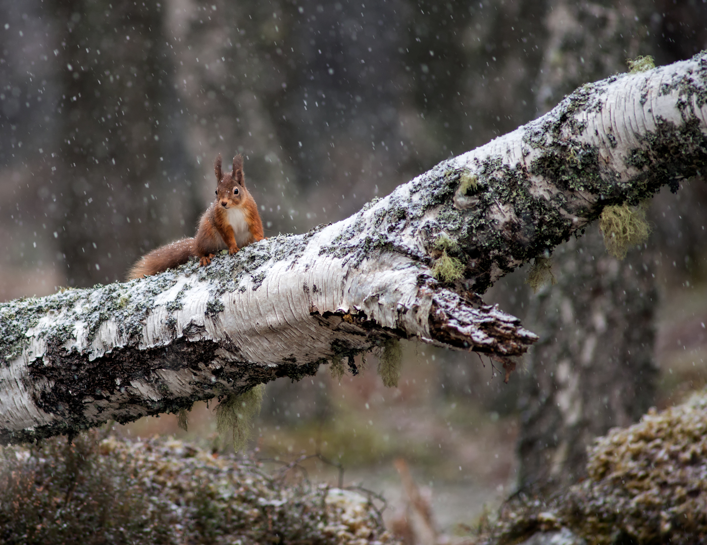 Red Squirrel in Snow