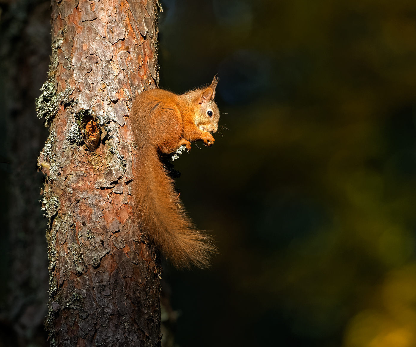 Red Squirrel in the spotlight