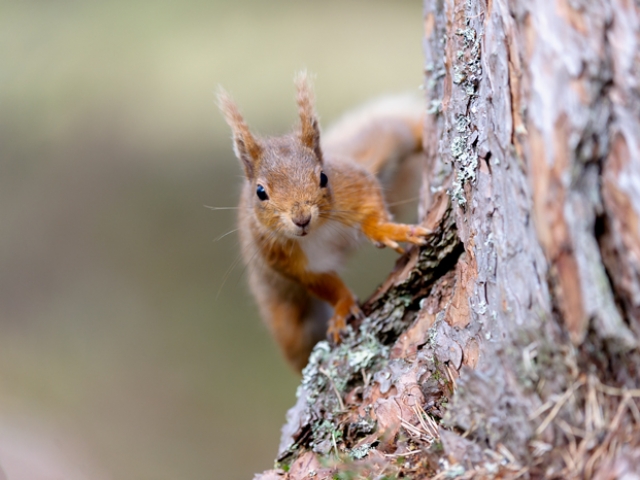 Red Squirrel