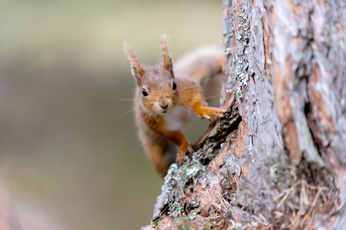 Red Squirrel