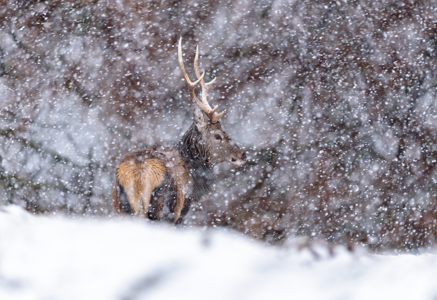 Red Deer Stag