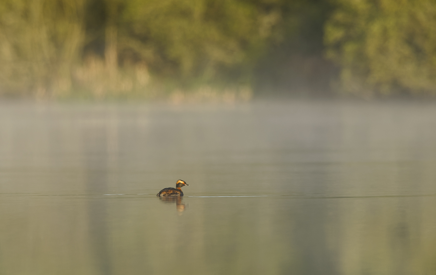 Misty morning