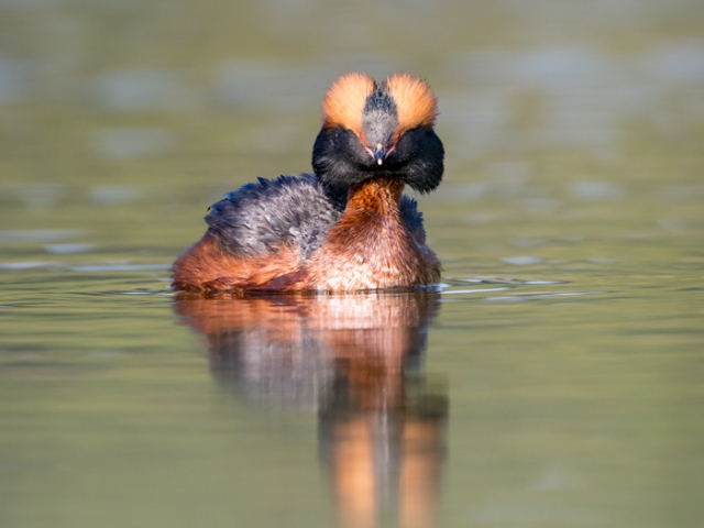 Slavonian Grebe