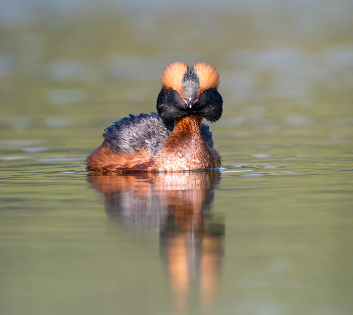 Slavonian Grebe