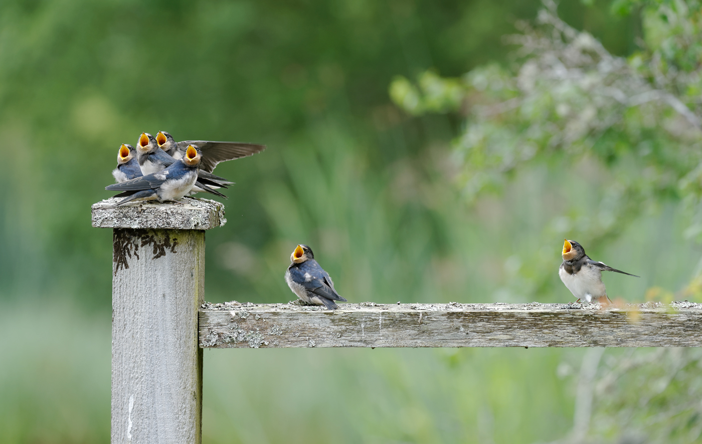 Hungry Mouths