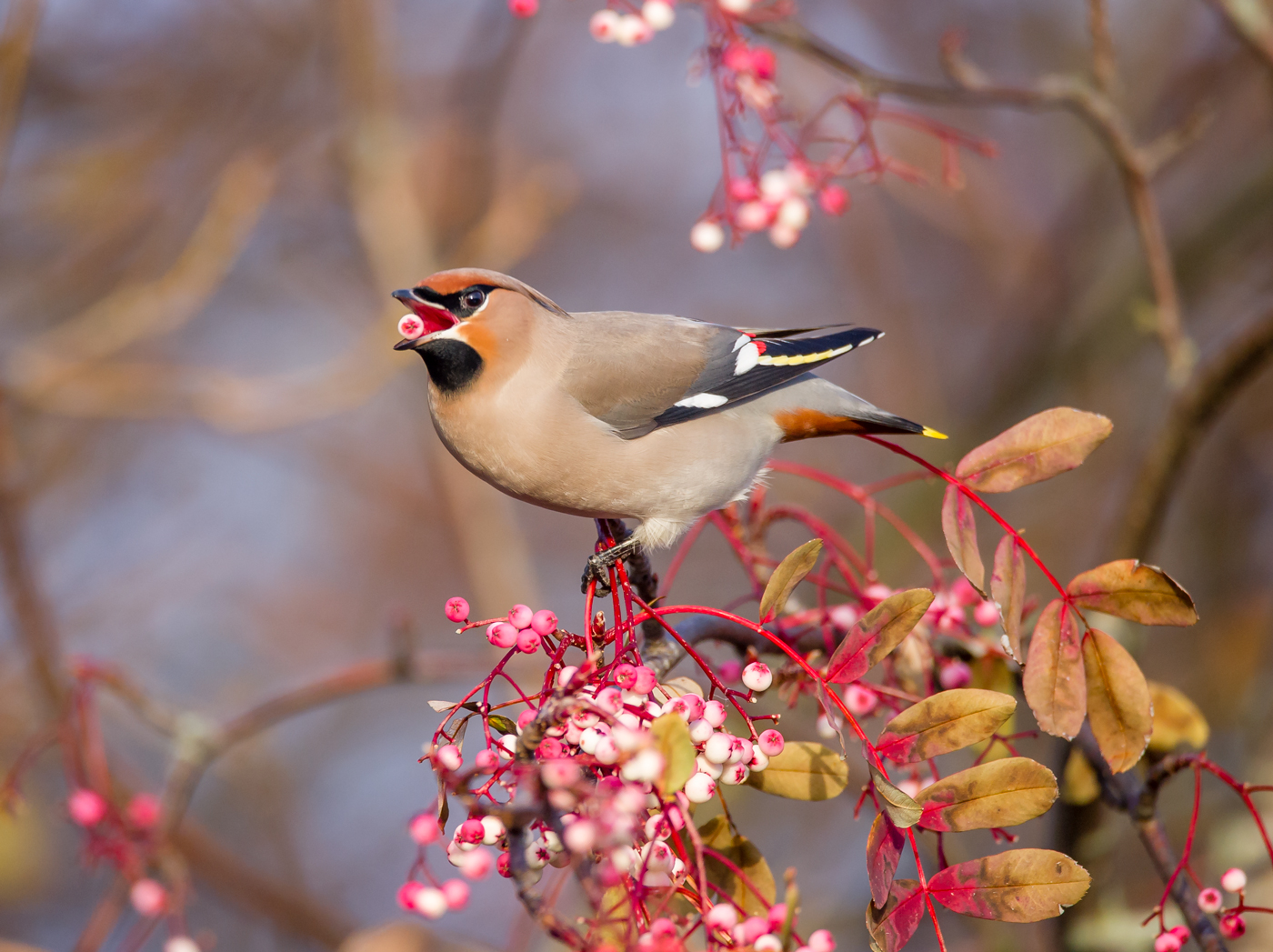 Waxwing feast