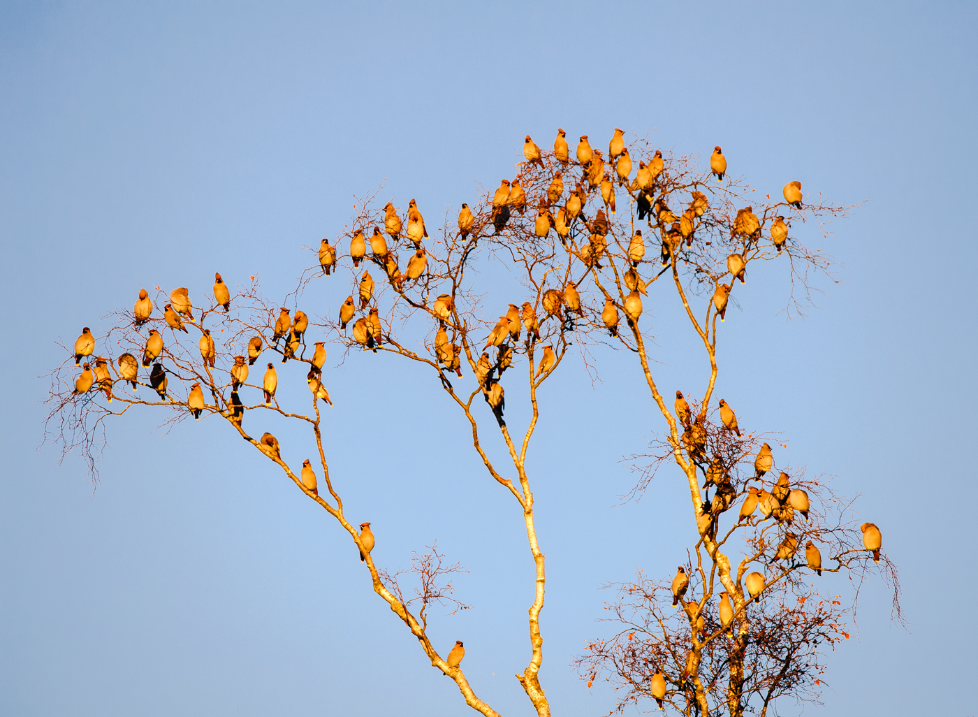 Waxwings Roosting