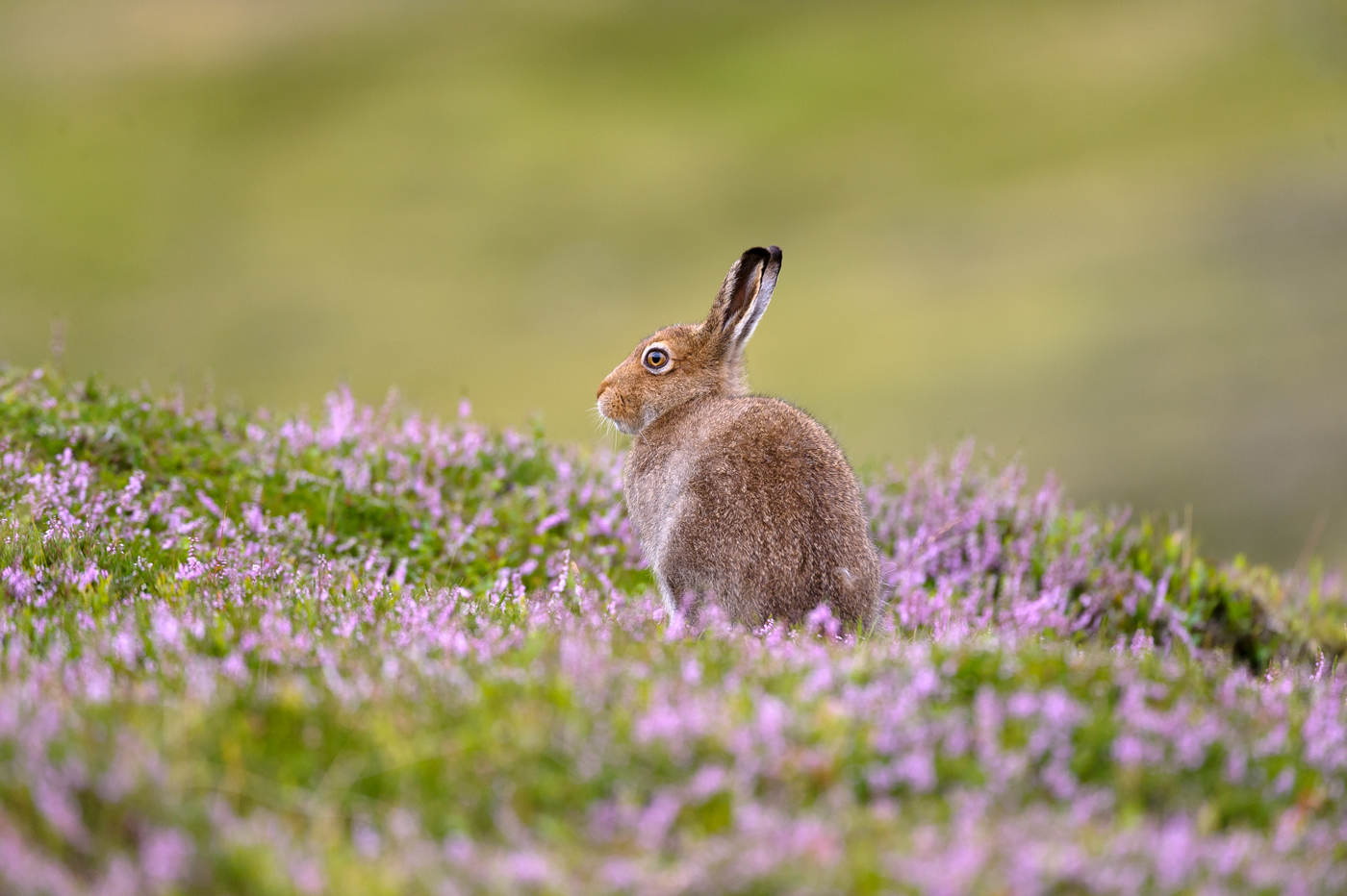 Mountain Hare in heather