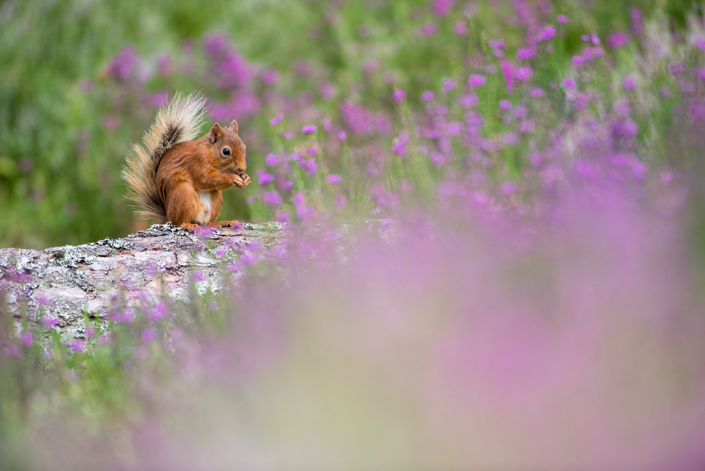 Sea of Heather