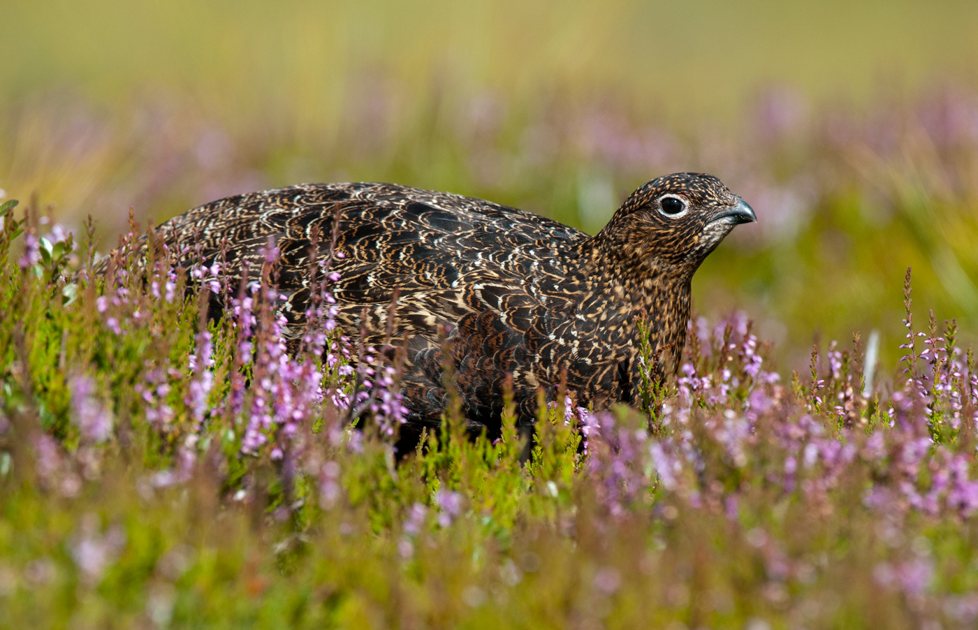 Red Grouse