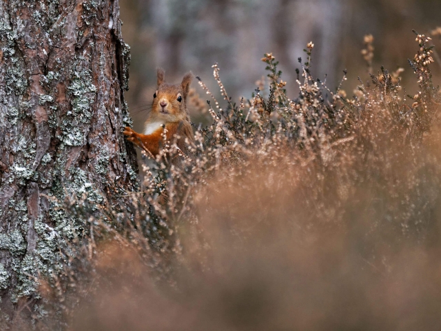 On look out