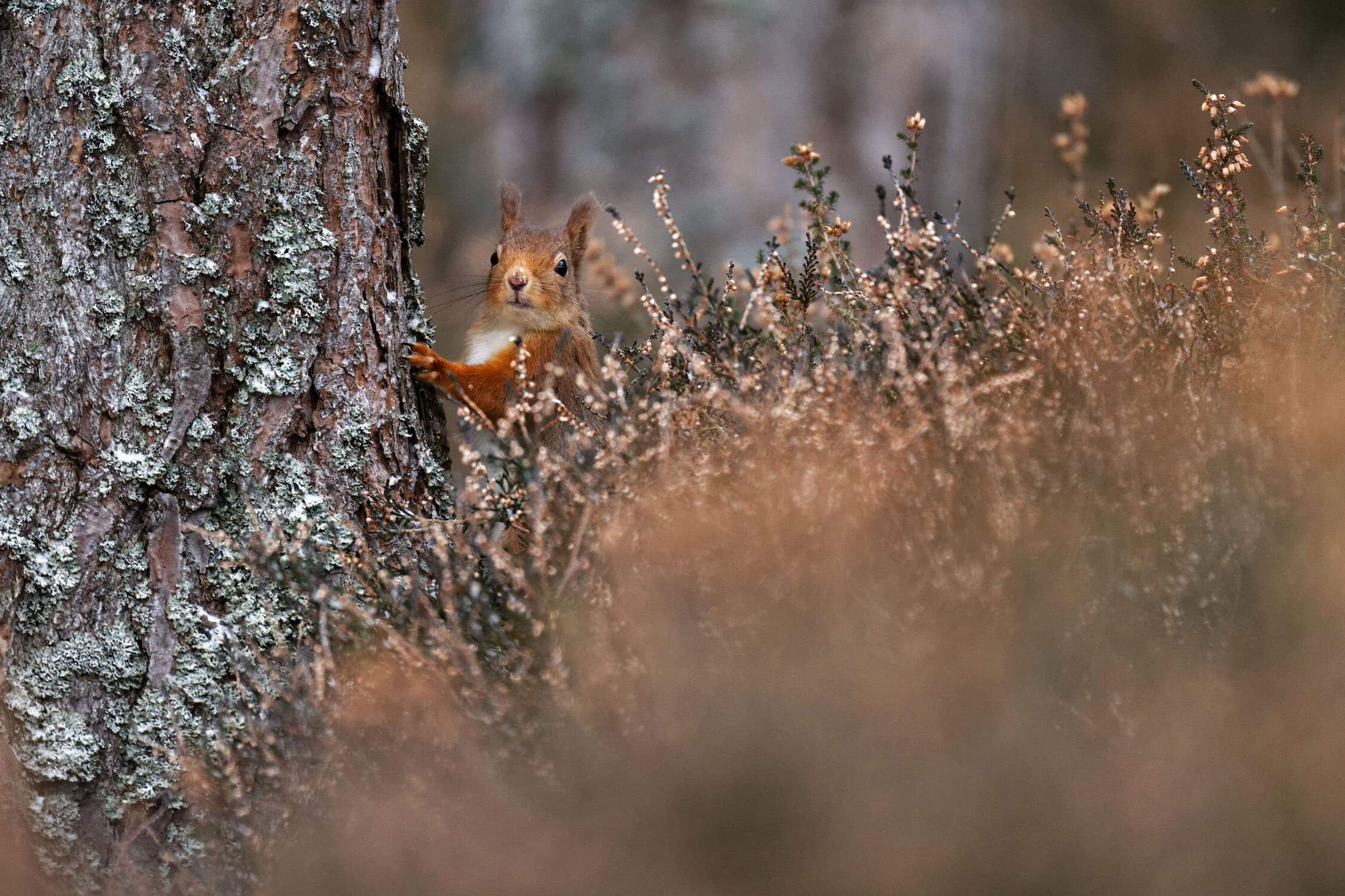 On look out