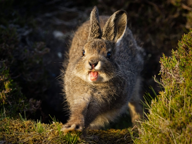 Roaring Leveret