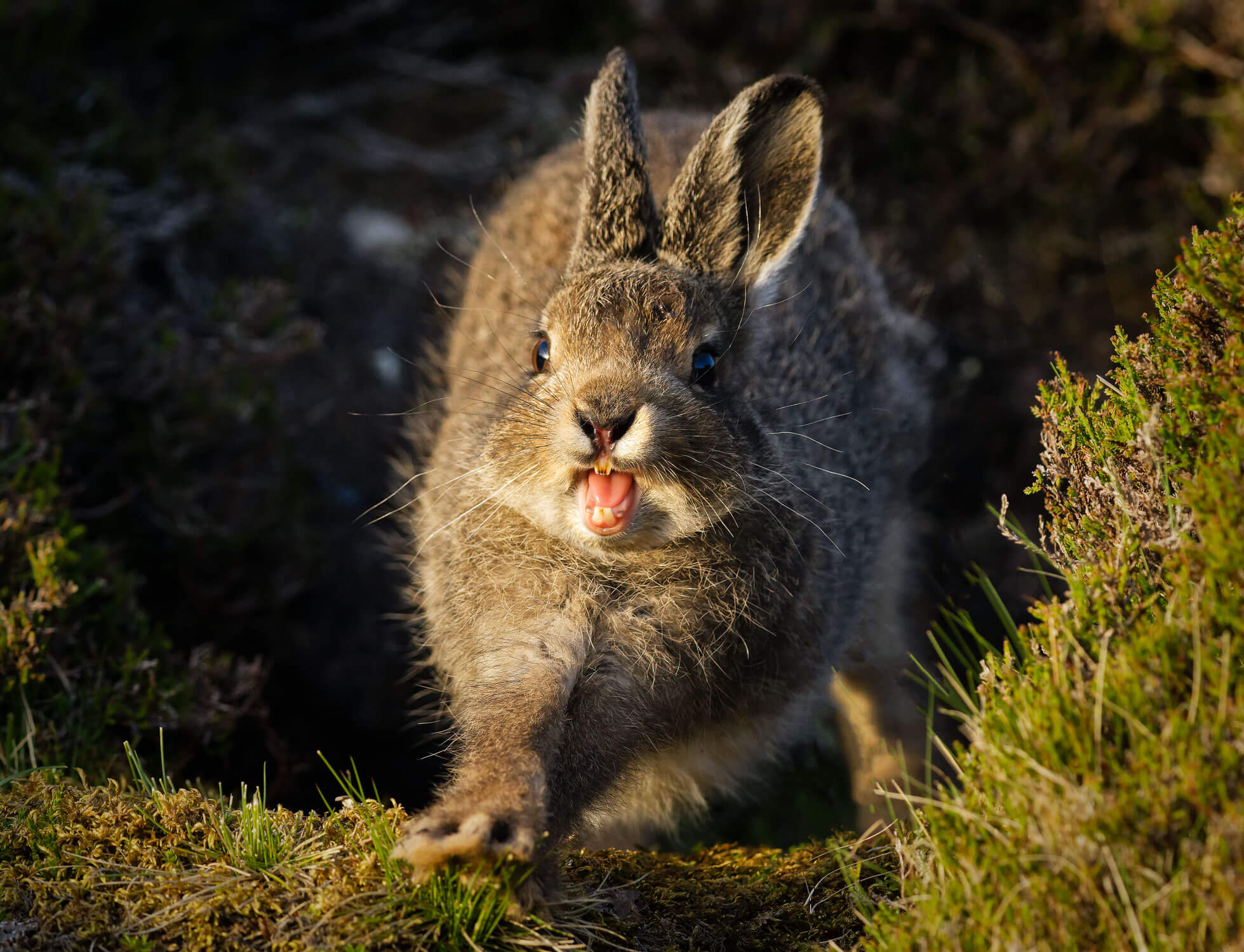 Roaring Leveret