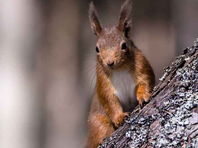 Big Ears