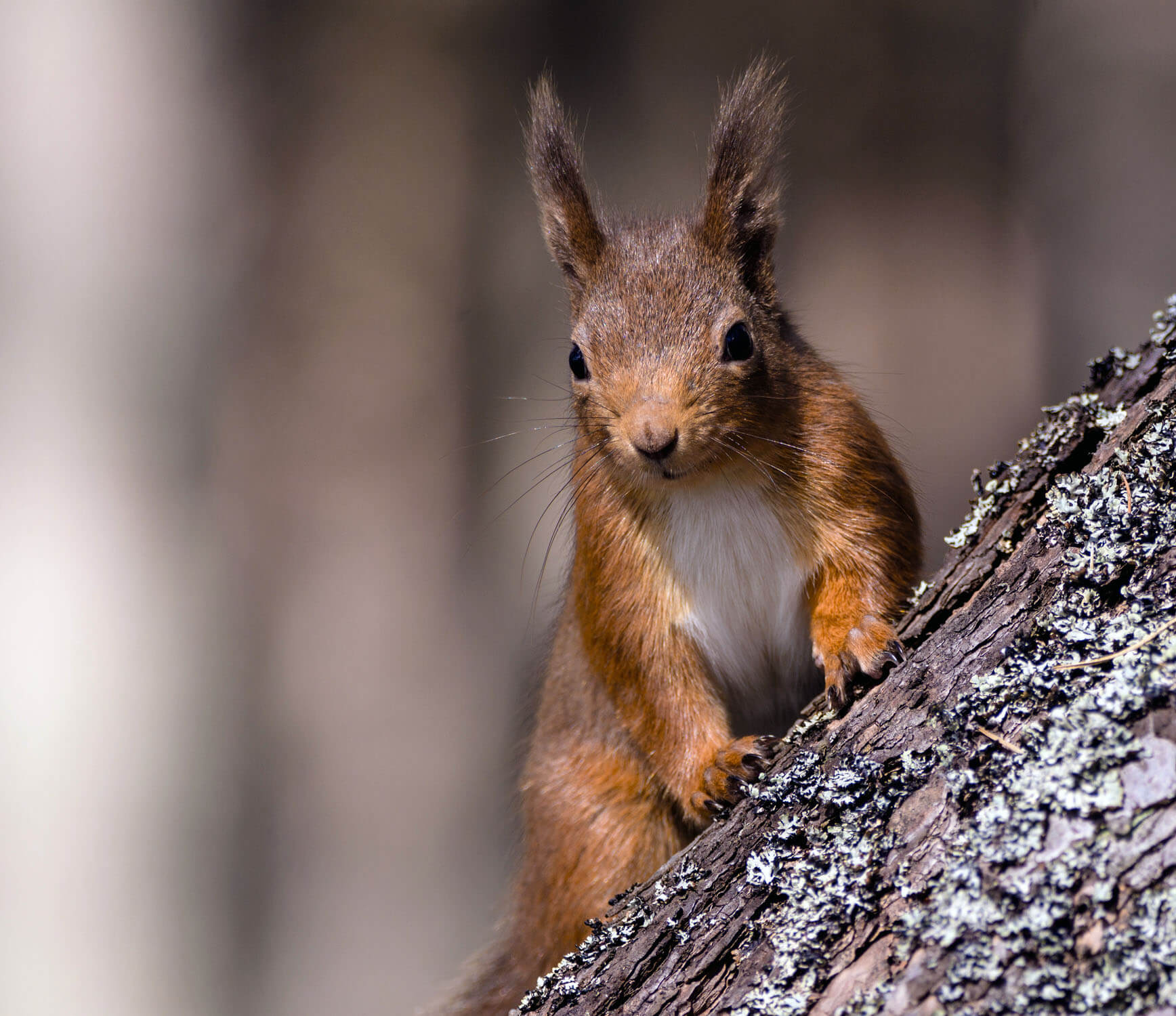 Big Ears