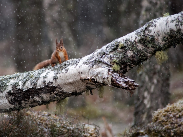 Tufty in Snow