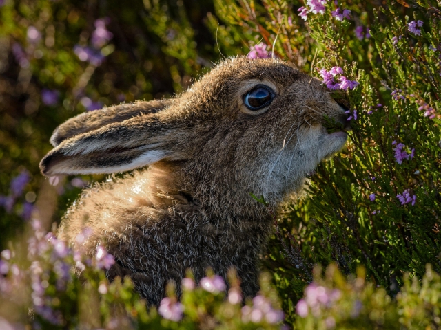 Mass of Heather