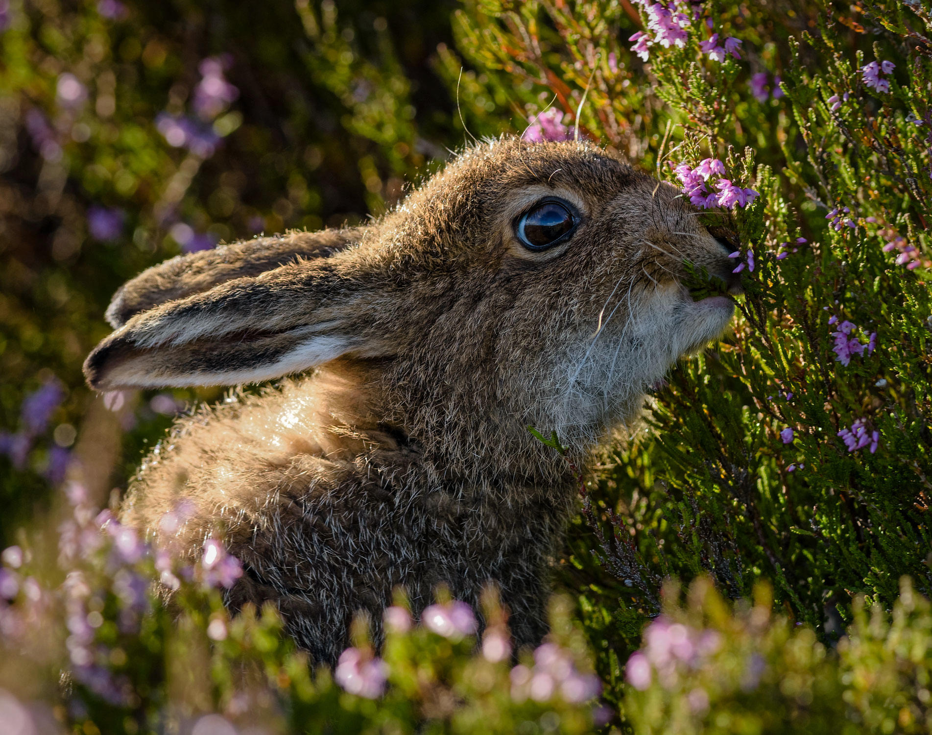 Mass of Heather