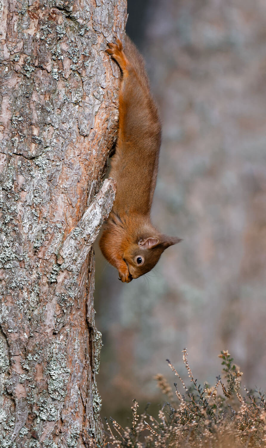 Hanging About