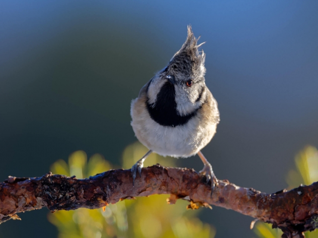 Backlit Crest