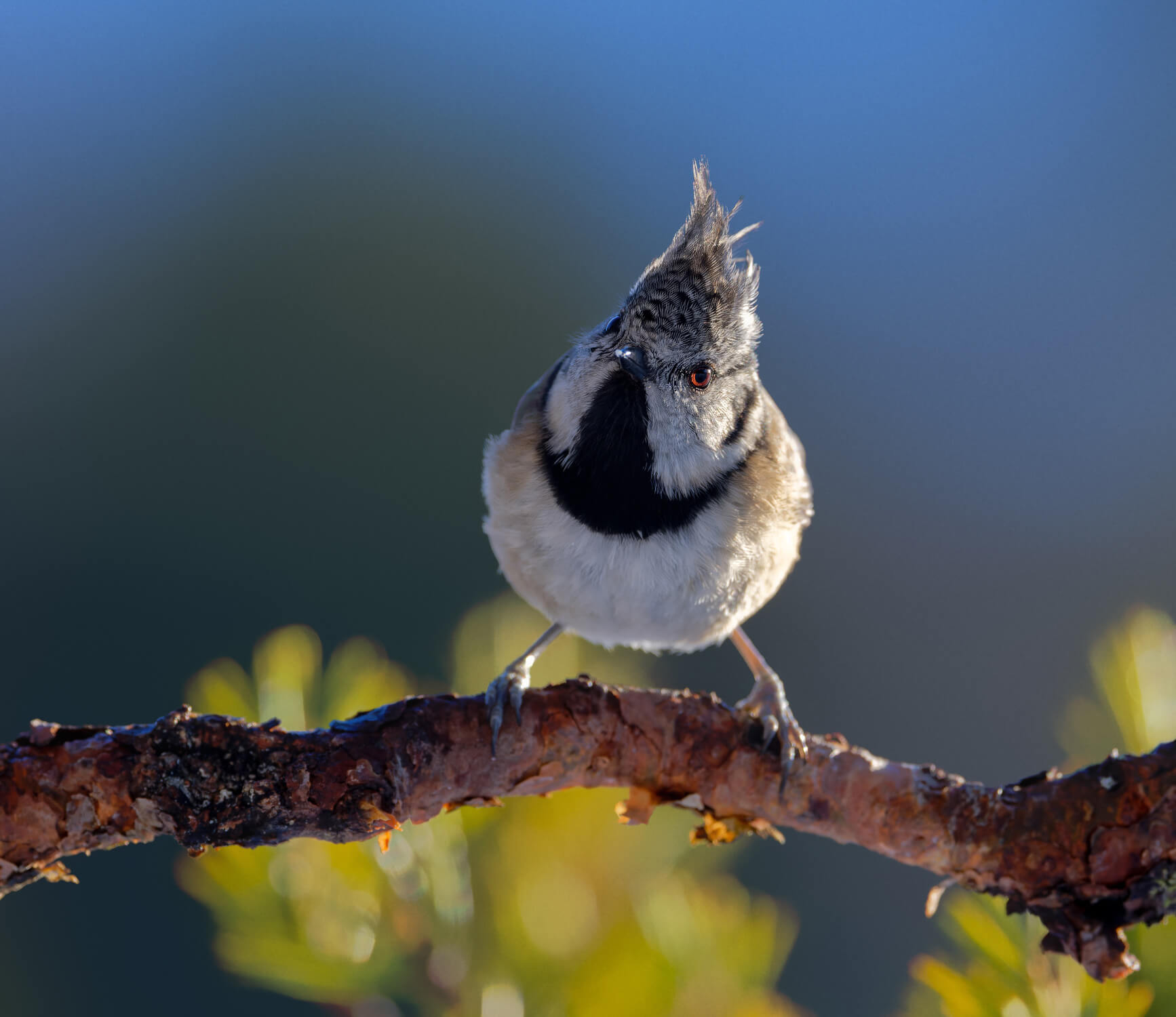 Backlit Crest