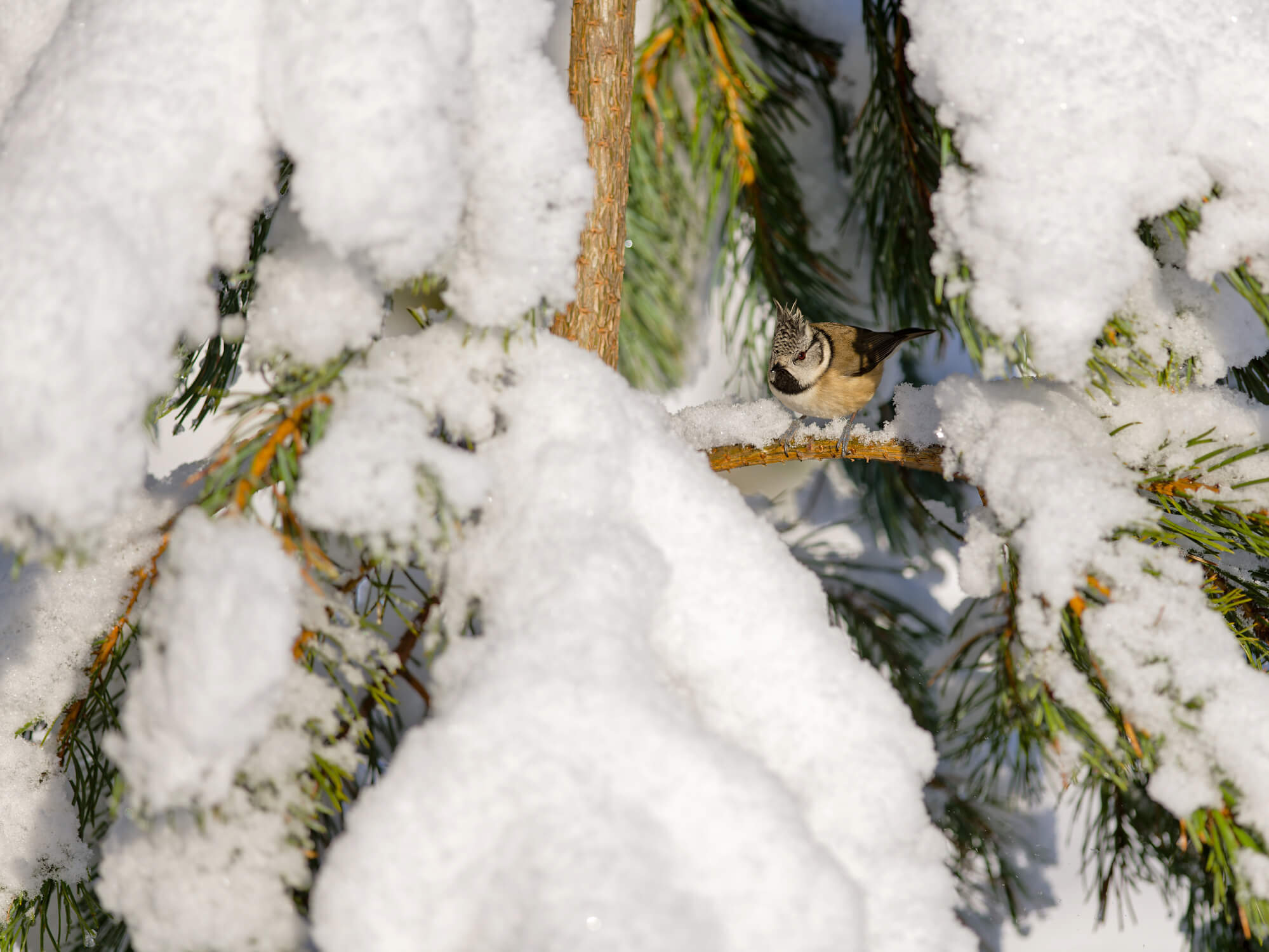 Cascading Snow