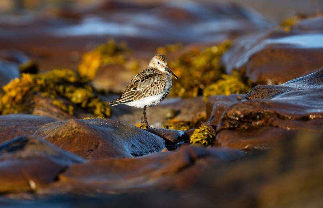 Dunlin, enjoying the evening sun