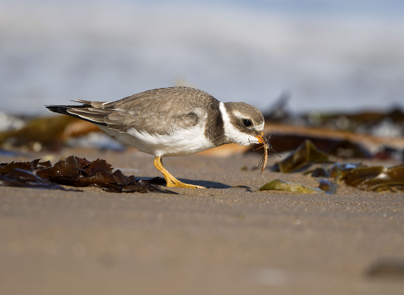 Ringed Plover Feeding