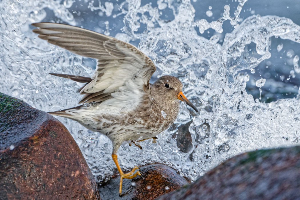 Purple Sandpiper