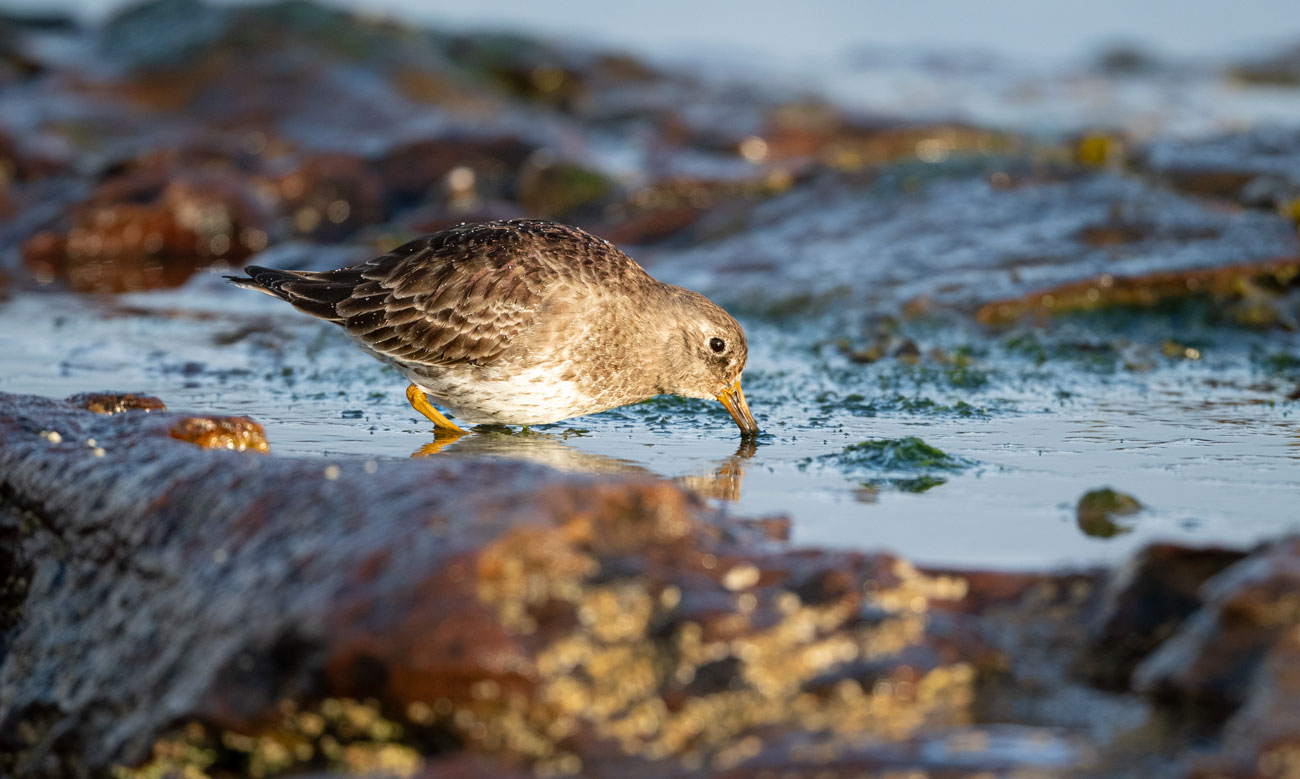 Purple Sandpiper feeding