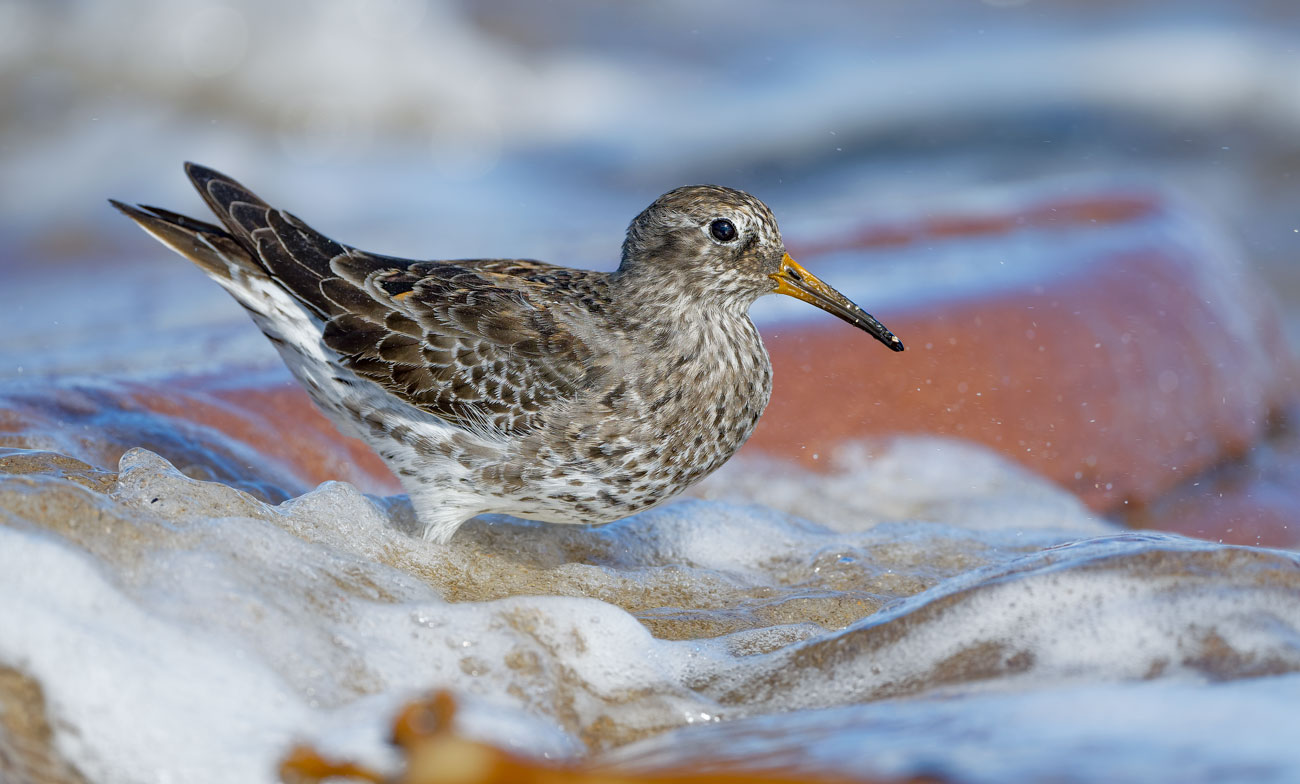 A purple sandpiper in soft foam.