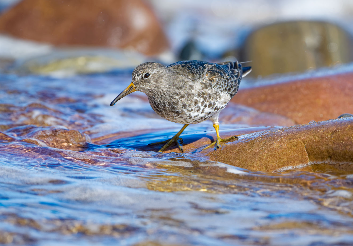 Purple Sandpiper waiting to feed