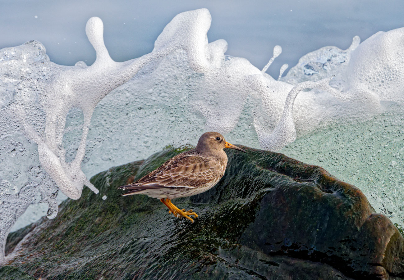 A purple sandpiper against an incoming wave.