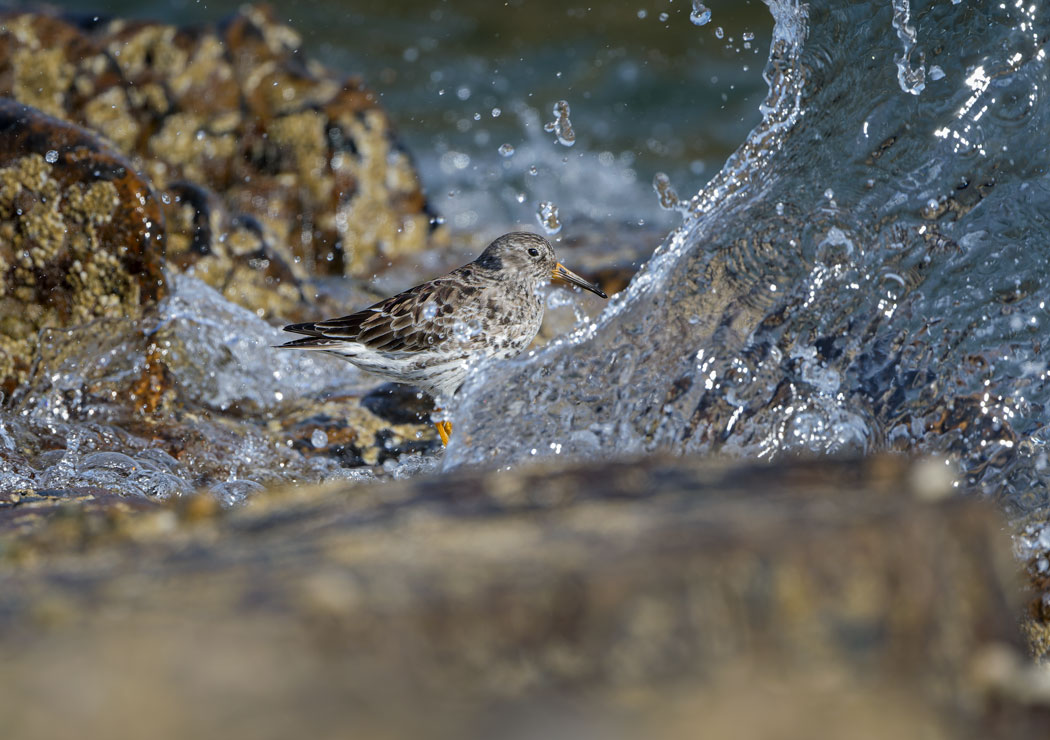 Purple Sandpiper faces a wave