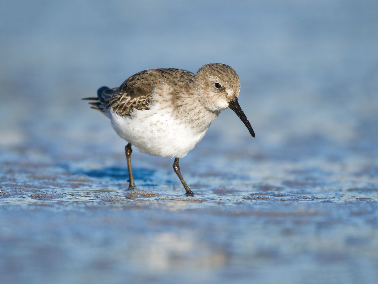Sanderling - at the waters edge