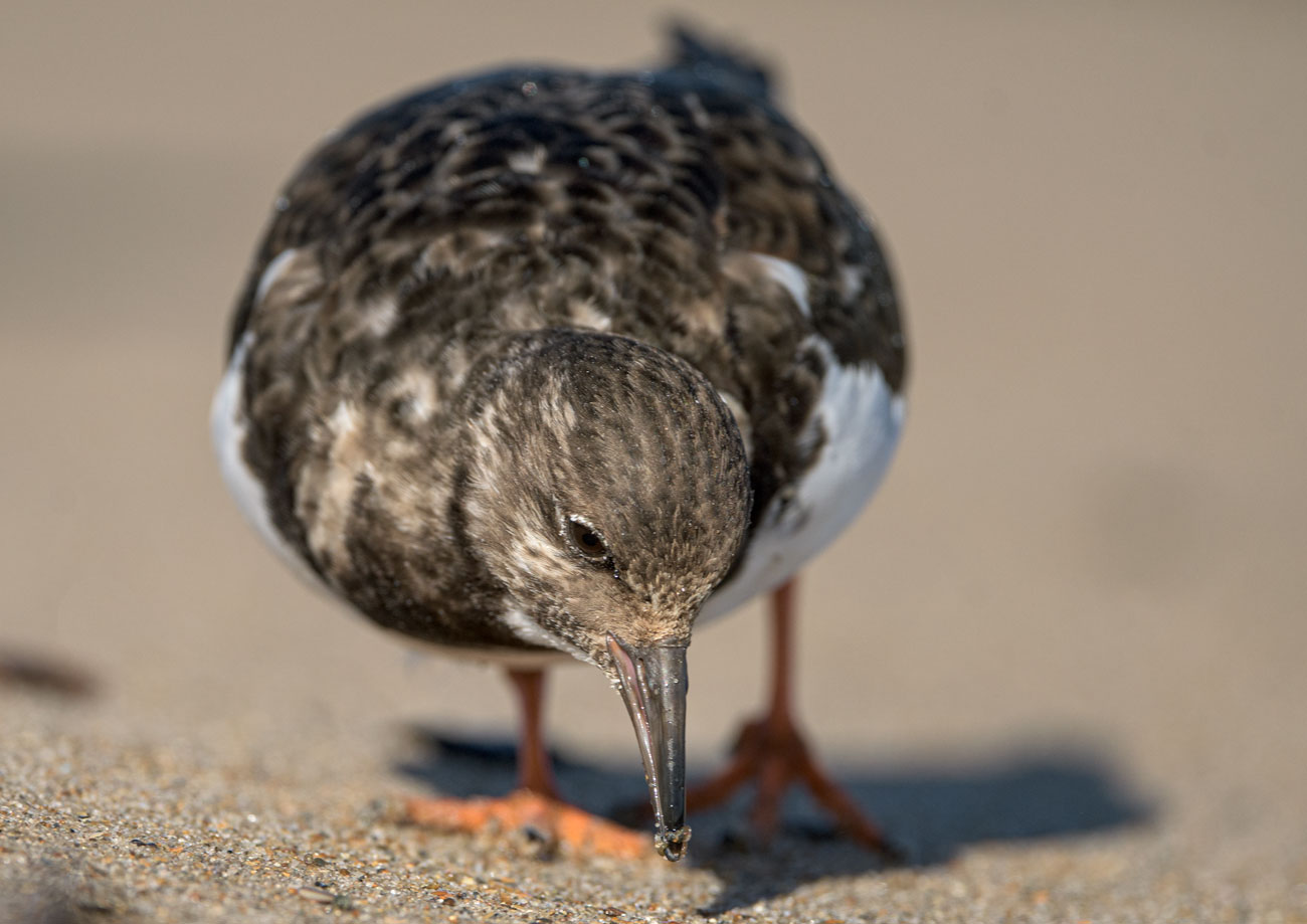 A Turnstone probes the sand as the tide recedes.