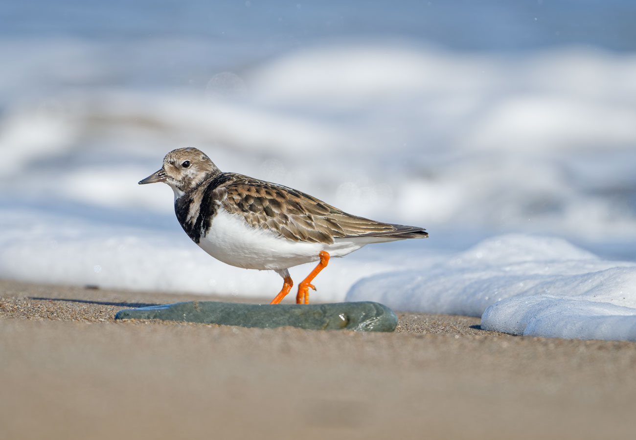 Turnstone - at the edge of the tide