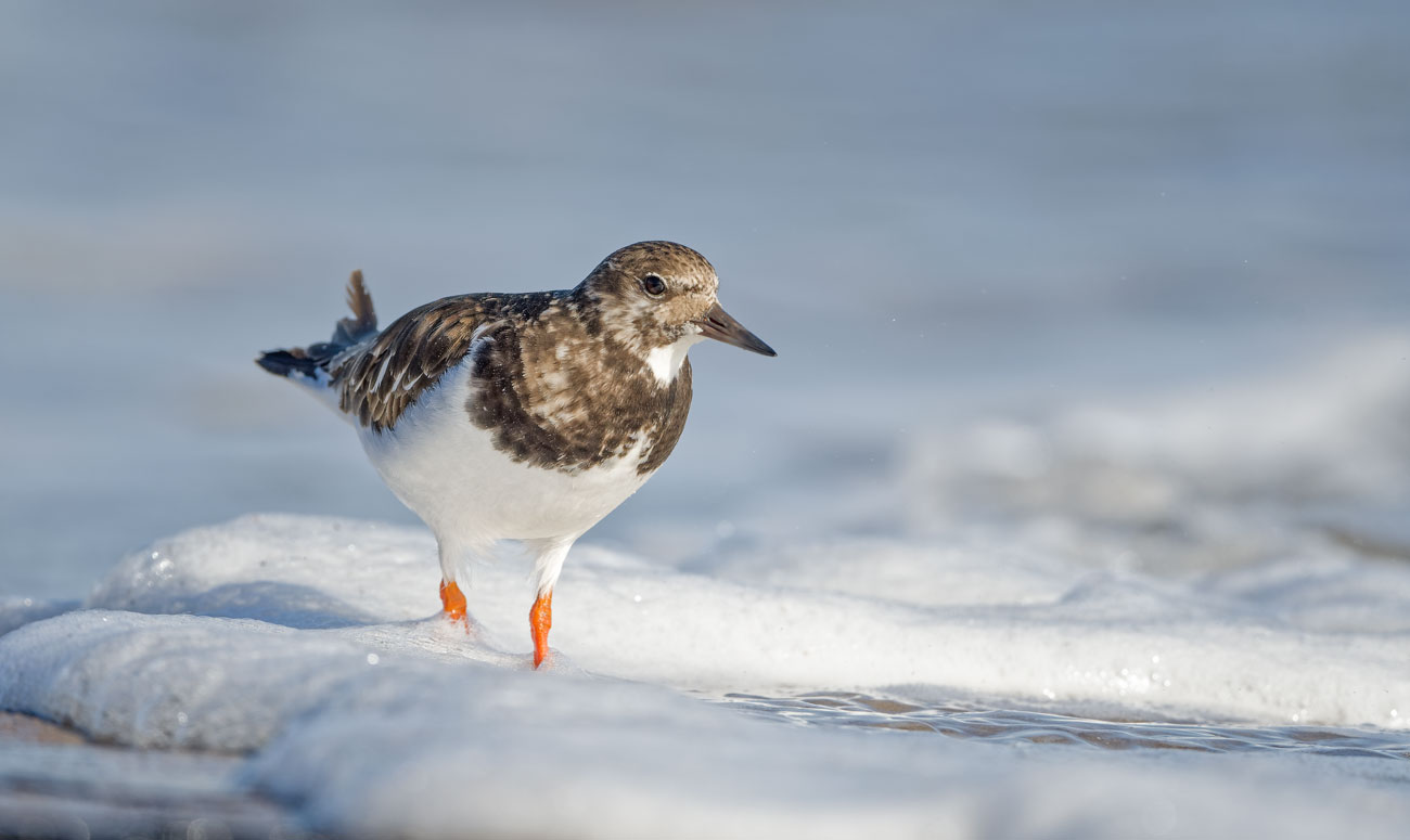 A turnstone in soft foam at the shoreline.