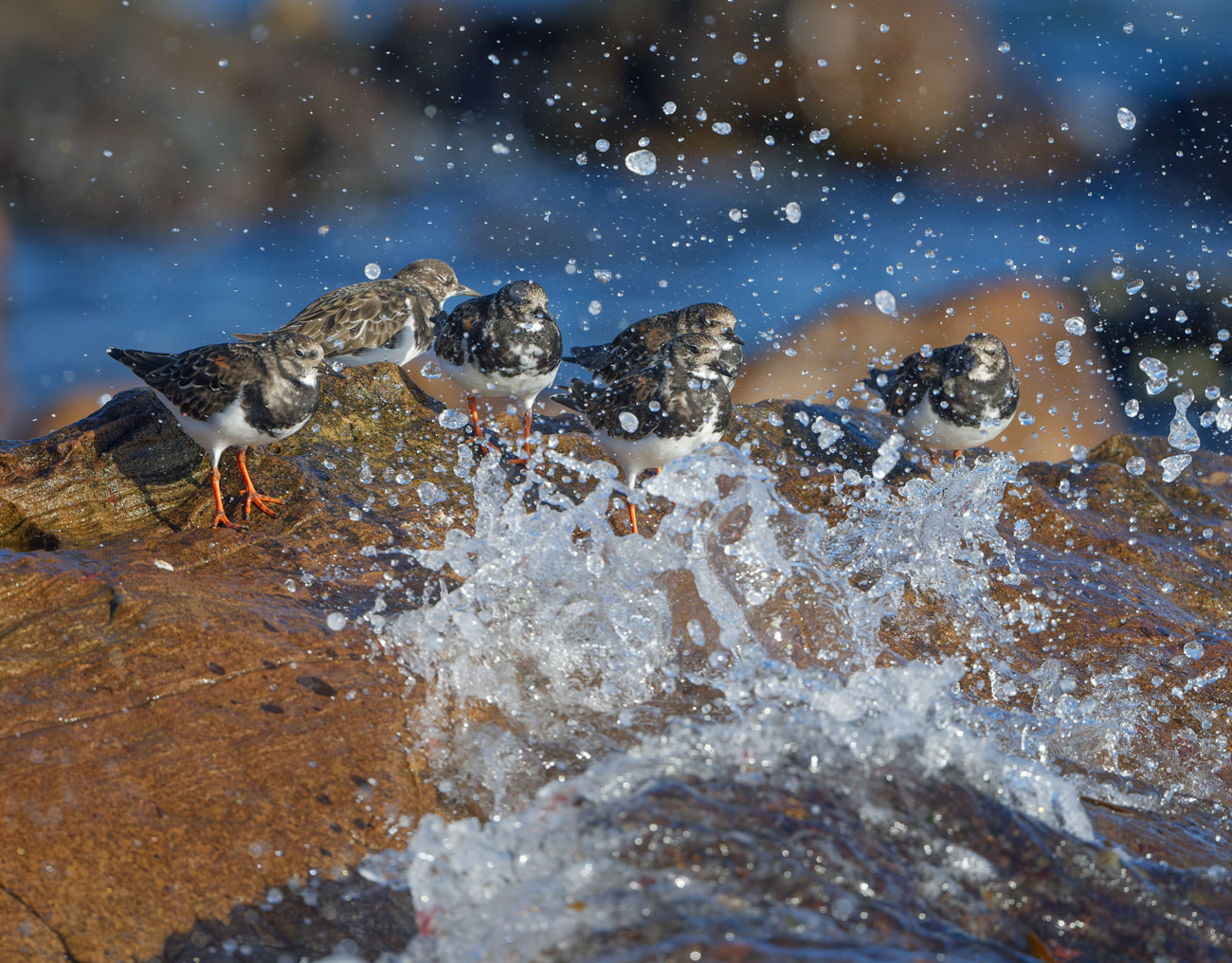 Turnstones cluster on the rocks as a wave breaks around them