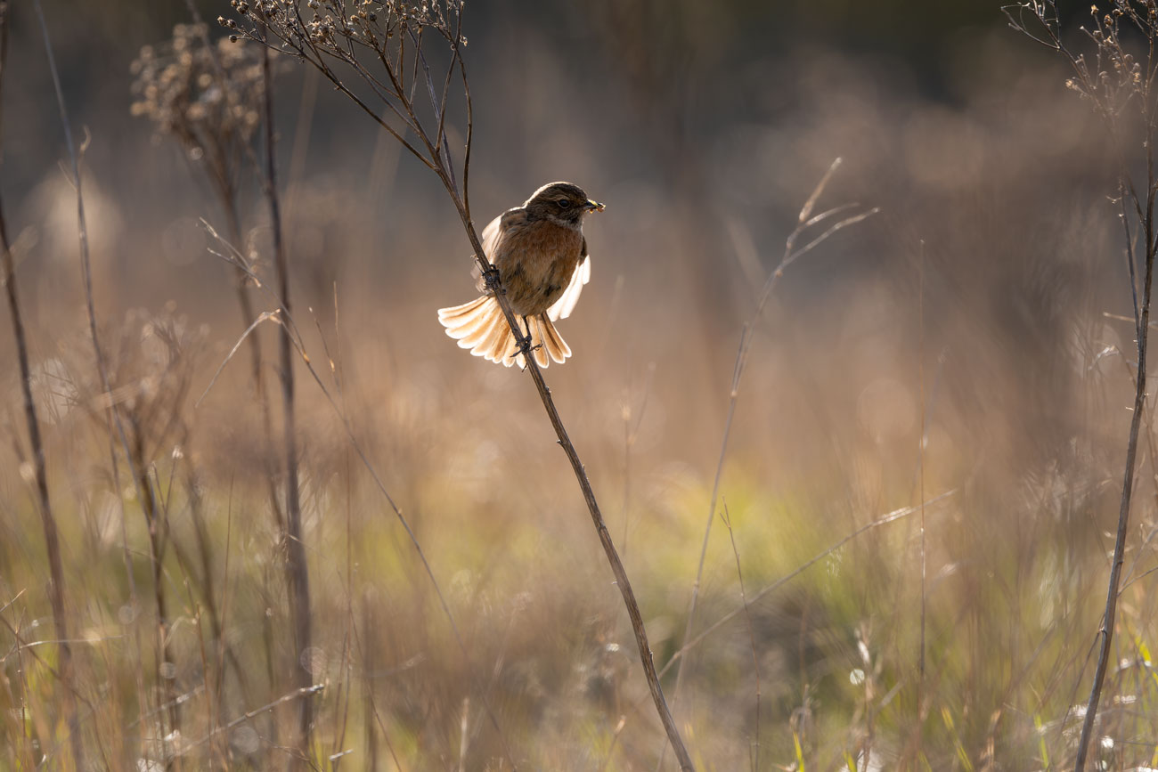 Last Light, Last Catch