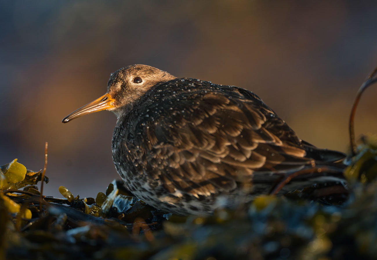 Last Light on the Shore