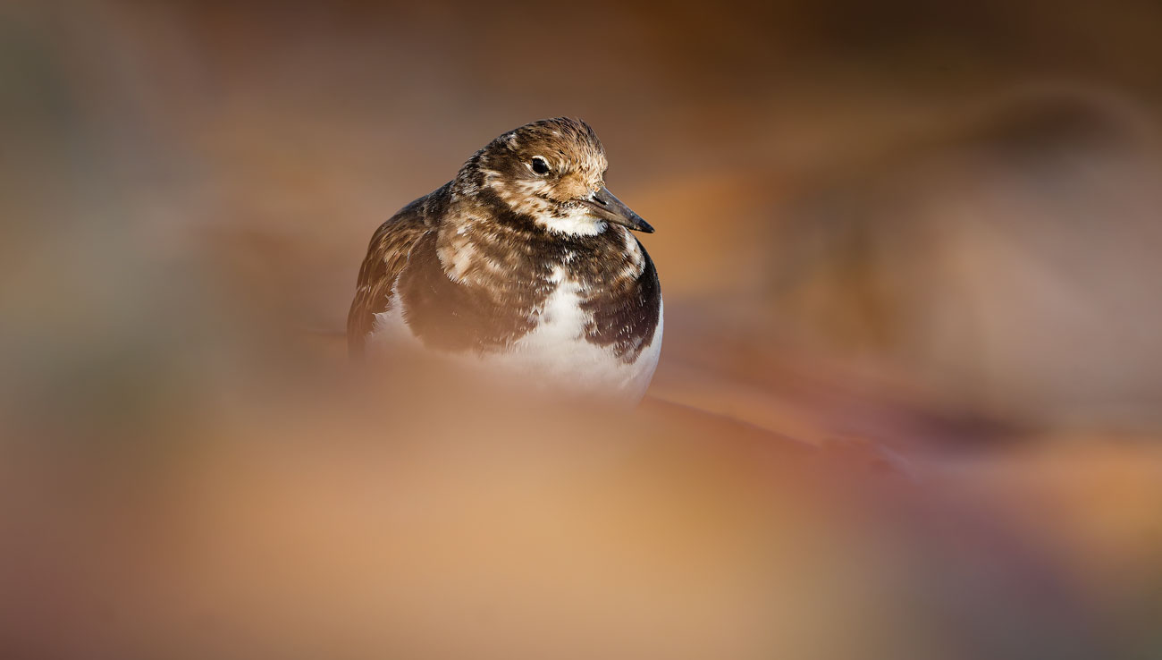 Hidden in the Shoreline