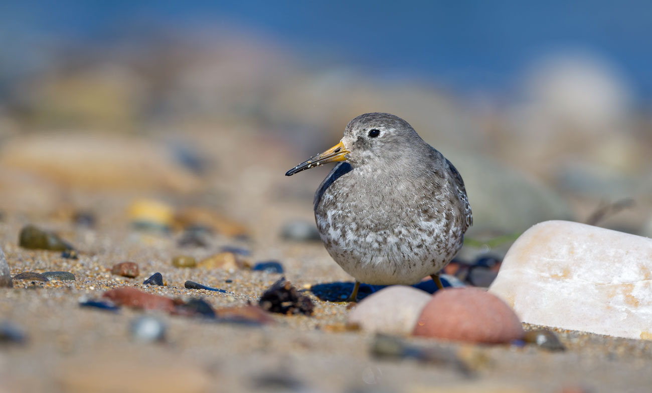 Resting Between the Tides