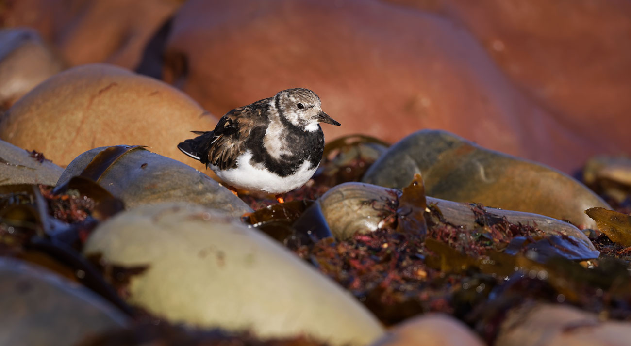 Evening Among the Tangles
